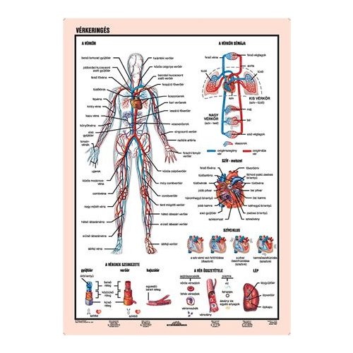 Tanulói munkalap, A4,  STIEFEL "Vérkeringés"