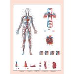 Tanulói munkalap, A4,  STIEFEL "Vérkeringés"