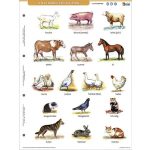 Tanulói munkalap, A4, STIEFEL" A ház körül élő állatok"