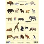 Tanulói munkalap, A4, STIEFEL" Vadon élő állatok"